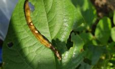 Antracnoza fasolei Antracnoza fasolei